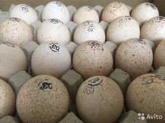 Яйца инкубационные индейки Хайбрид Конвертер