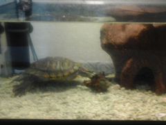 Аквариум и красноухая черепаха