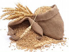 Зерно, Пшеница