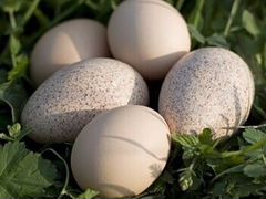 Инкубационные яйца индюков