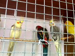 Средние попугаи