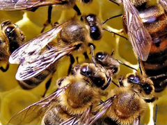 Пчелосемьи 5000