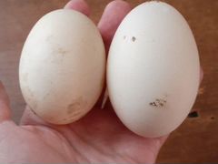 Инкубационое яйцо утки Стар 53