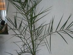 Пальма финиковая, 150 см