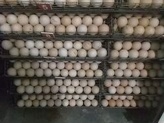 Яйцо инкубационное арбор