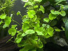 Аквариумное растение Щитолистник
