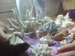 Кораллы и ракушки для аквариума