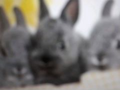 Продам кролики