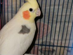 Продам попугая порода Корелла-нимфа, клетко