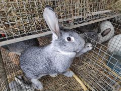 Кролики помесные
