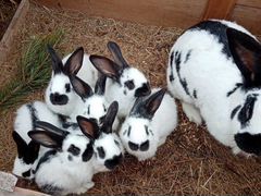 Продам кроликов :Полтавское серебро, строкачи