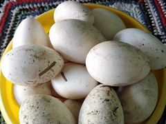 Яйца гусиные инкубационые. Линда белые