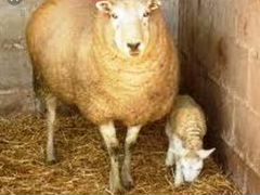 Продаю барановских овец упитаные здоровые мясо оче
