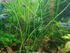 Кринум - аквариумное растение