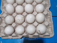 Яйца утиние гусиные, утята, гусята. Продажа оптом