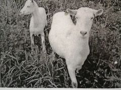 Продаются 2 козы