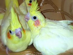 Продам отличных птенцов попугаев Корелла