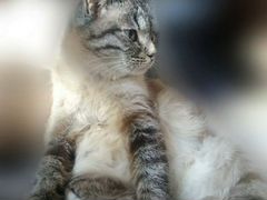 Котята от невской маскарадной кошки
