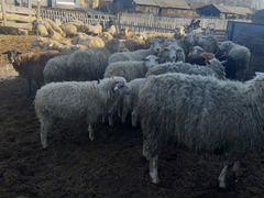 Продается стадо овцы, бараны, ягнята