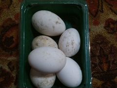Яйцо инкубационное гусиное, утиное