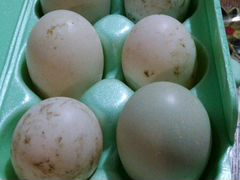Инкубационное яицо подсадной утки