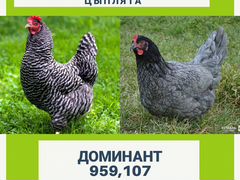 Цыплята доминант 959, 107