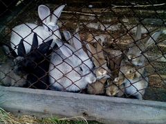 Меняю кроликов
