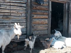 Продаются козы с козлятами