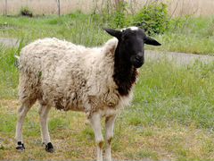 Баран Дорпер и Романовские овцы
