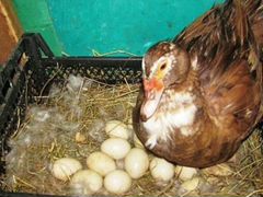 Яйца Индоутки инкубационные