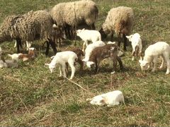 Овцы Катумская