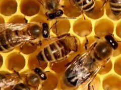 Пчелы пчеломатки карпатка карника