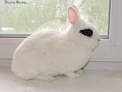 Карликовый кролик породы "хотот" на вязку
