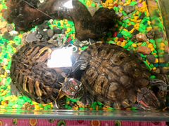 Водная черепахи красноухие