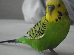 Попугай волнистый зелененький