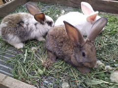 Кролики мясной породы