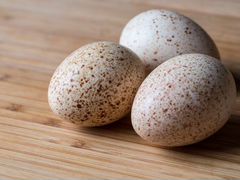Индюшиные инкубационные яйца