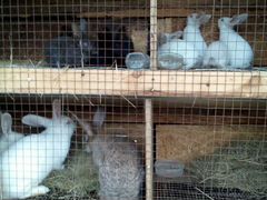 Крольчихи и кролики