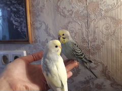 Птенцы волнистых попугаев домашнего разведения