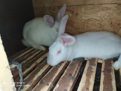 Продам кроликов без породистые 2,3,4 месяца