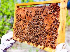 Пчелосемьи, рамки с расплодом