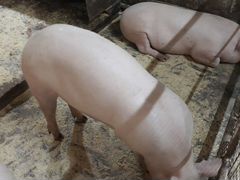 Свинки ремонтные по6 месяцев