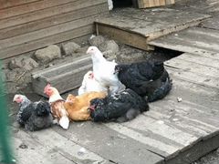 Цыплята мясо-яичных порд