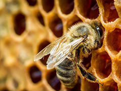 Пчелы, пчело-семьи, пчелопакеты