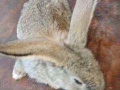 Продам кроликов пароды "Фландер" возраст 2 месяца