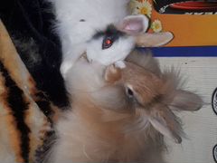 Кролики цена за 2 кролика