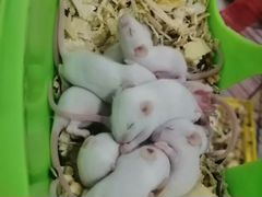 Мышки дамбо