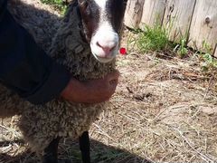 Романовская овечка