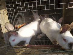Кролики калифорнийская порода. Молодняк