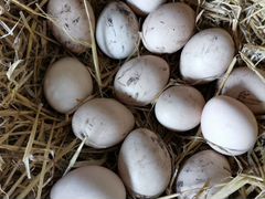 Яйца Павлиньи и павлины